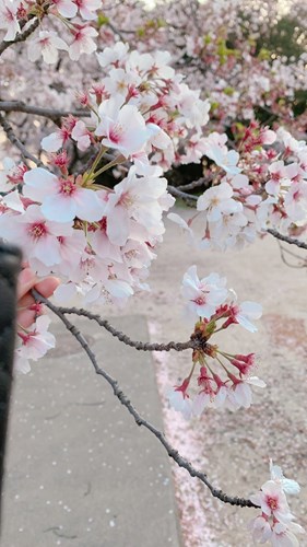 桜の真ん中に顔がの画像