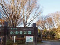 【小金井市】小金井公園の画像