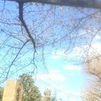 【東京都】谷中霊園の画像
