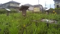 【埼玉県】桜ヶ丘組石遺跡の画像