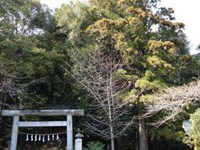 【埼玉県】春日神社の画像