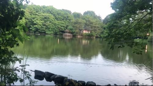 【東京都】三宝寺池（石神井公園）の画像