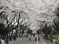 【東京都】谷中霊園の画像
