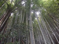 【鹿児島県】錫山自然遊歩道の画像