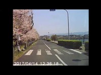 久米田池桜祭り