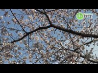 哲学の道周辺　【お花見特集】 - 地域情報動画サイト　街ログ