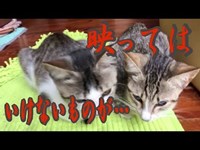 【観覧注意(笑)】呪いの猫ビデオ1 恐怖の地縛霊