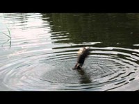 大宮公園ボート池の鴨