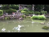【新井薬師公園ひょうたん池】2019.6.   東京都中野区　Arai Yakushi Park Hyotan Pond