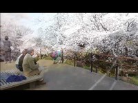 戸山公園の箱根山地区の桜