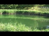 緑色のひょうたん沼