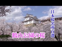 （岡山・桜の名所）津山市の鶴山公園は「日本さくら名所100選」に認定されています。(Ken Miyazaki映像ジャーナリスト)